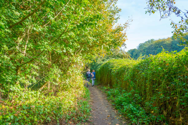 istock Panorama of trees in a green meadow on a hill in sunlight at fall 1053882800