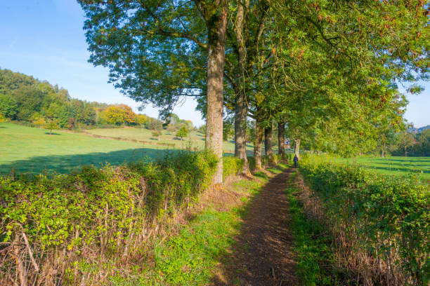 istock Panorama of trees in a green meadow on a hill in sunlight at fall 1053883784
