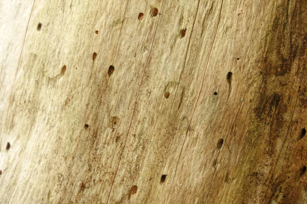 Termite damage to a wooden texture. Wood worm holes.