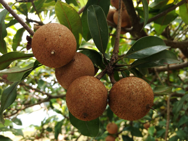 istock Sappota Fruits 1053884970