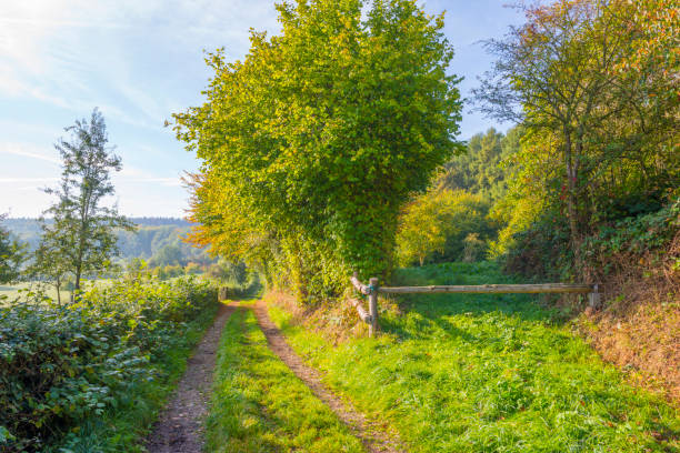 Panorama of trees in a green meadow on a hill in sunlight at fall