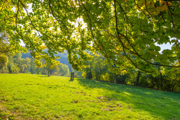 istock Panorama of trees in a green meadow on a hill in sunlight at fall 1053886524