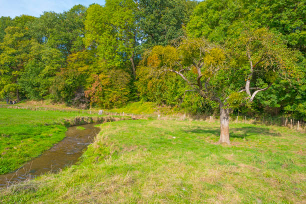 istock Trees in autumn colors along a stream in a meadow in sunlight at fall 1053886712
