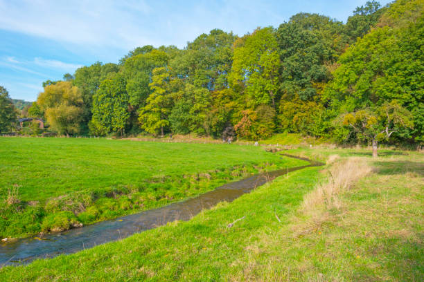 Trees in autumn colors along a stream in a meadow in sunlight at fall