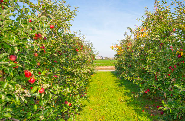 istock Apple tree with apples in a green field in sunlight at fall 1053887250