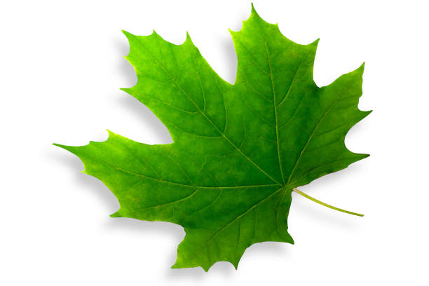istock beautiful green maple leaf isolated on white background 1053889494