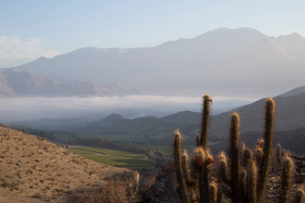 Raised view past cactus to vineyards, fog and mountains