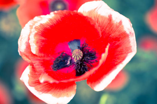 istock Macro close up inside of wild red poppy flower 1053894106