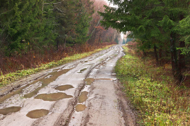 forest after rain, puddles and mud on a dirt road, a wet forest trail stock photo