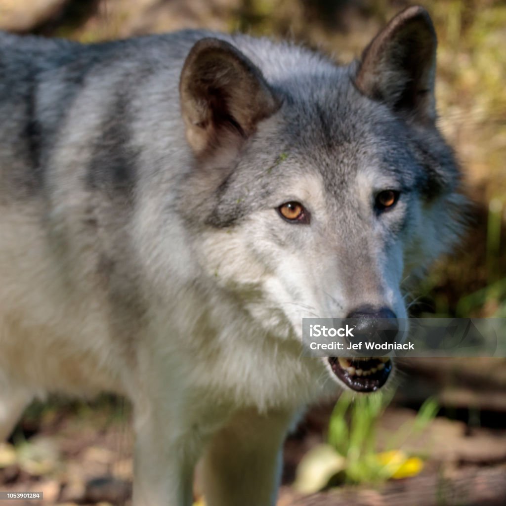 Lobo blanco en el bosque de Alaska - Foto de stock de Aire libre libre de derechos