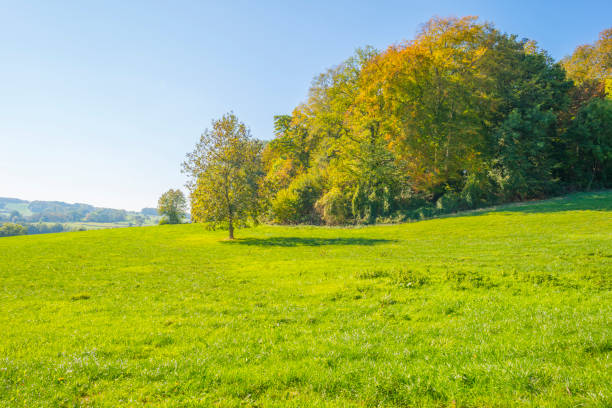 istock Panorama of trees in a green meadow on a hill in sunlight at fall 1053902370