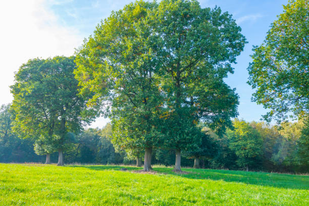 istock Panorama of trees in a green meadow on a hill in sunlight at fall 1053903964