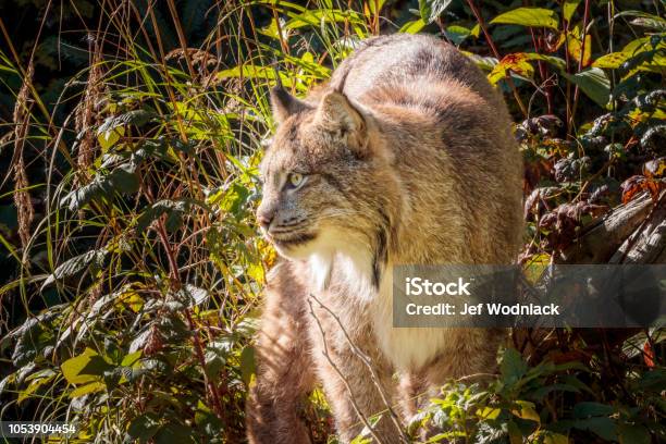 Lince En Bosque De Alaska Foto de stock y más banco de imágenes de Aire libre - Aire libre, Animal, Animales cazando