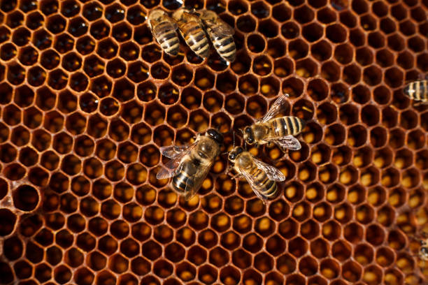 istock close up honeycomb in wooden frame with bees on it. Apiculture concept. 1053909810
