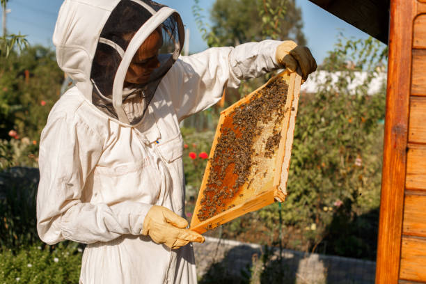 młoda kobieta pszczelarz posiada drewnianą ramę o strukturze plastra miodu. zbieraj miód. koncepcja pszczelarstwa. - beekeeper zdjęcia i obrazy z banku zdjęć