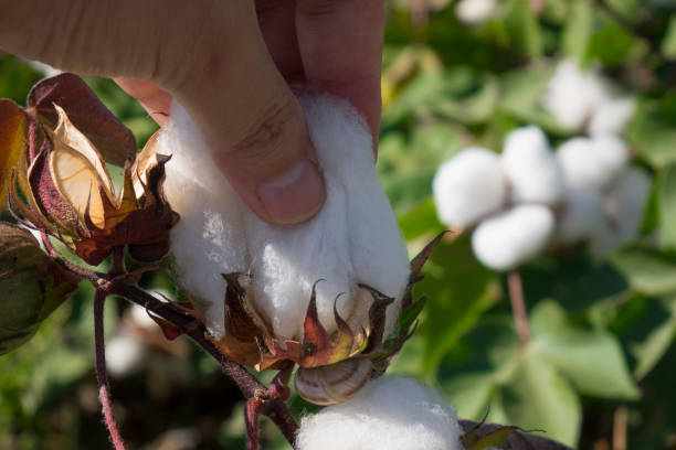 istock human picking a boll of ripe cotton 1053911930