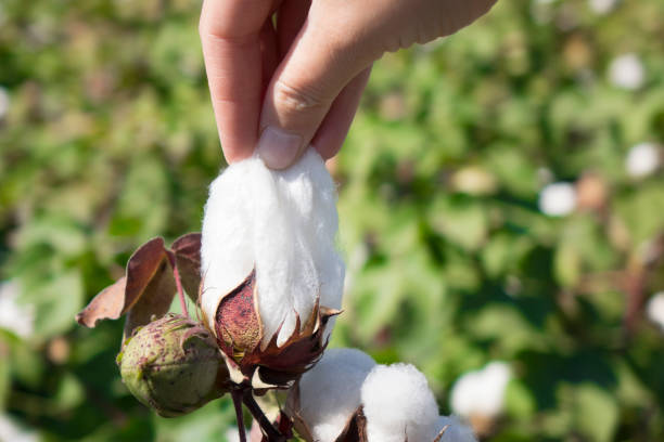 donna raccogliendo cotone - cotton plant dry branch foto e immagini stock