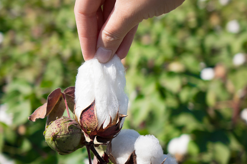 Cotton, Cotton Plant, Material, Plant, Seed, USA