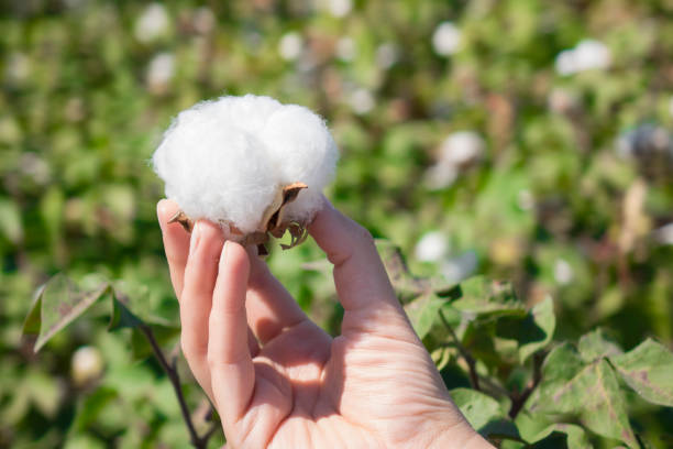 istock Woman is holding natural cotton 1053911970