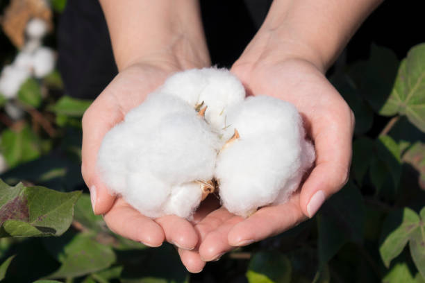 prodotto naturale, fiori di cotone grezzo sulle mani della donna su sfondo esterno cortile verde - cotton plant dry branch foto e immagini stock