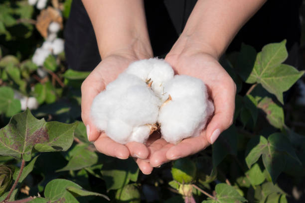 자연 제품, 여자의 원시 목화 꽃 녹색 마당 야외 배경에 손 - cotton plant dry branch 뉴스 사진 이미지