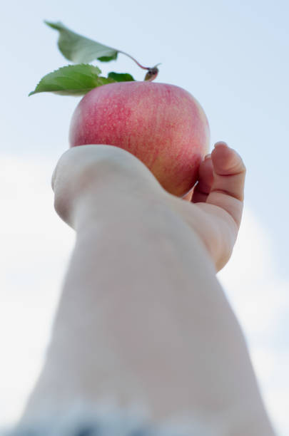 istock Red-yellow apple with green leaf in hand. 1053913502