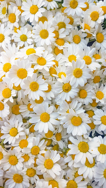 istock Lovely blossom daisy flowers background. 1053913688