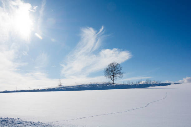 istock Snowy field and winter grove 1053915434