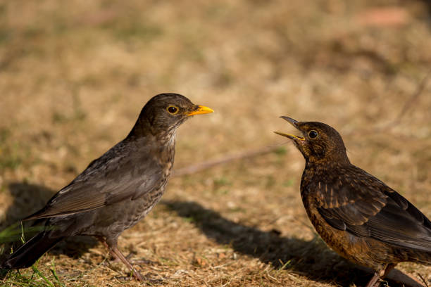 istock An Eurasian blackbird feeding its fledgling 1053915614