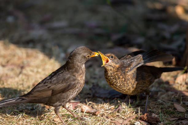 istock An Eurasian blackbird feeding its fledgling 1053915616