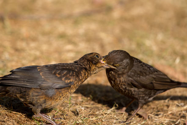 istock An Eurasian blackbird feeding its fledgling 1053915646