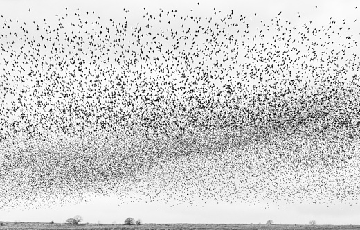 A huge flock of many thousand starlings flying together at dusk in the English countryside.