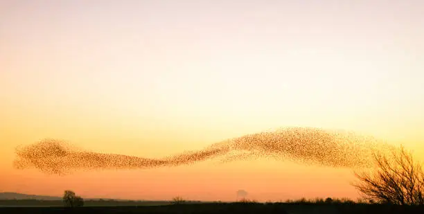 A bizarre shape in the evening sky in winter, made by a murmuration of starlings.