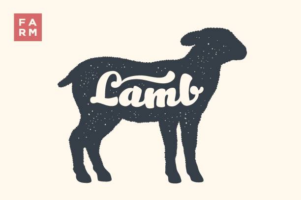 lamm. schrift, typografie. tierische silhouette schaf oder lamm - lamb stock-grafiken, -clipart, -cartoons und -symbole