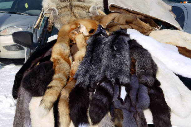 Skins of fur-bearing animals: fox, wolf, black-brown fox, Arctic fox Skins of fur-bearing animals: fox, wolf, black-brown fox, Arctic fox mink fur stock pictures, royalty-free photos & images