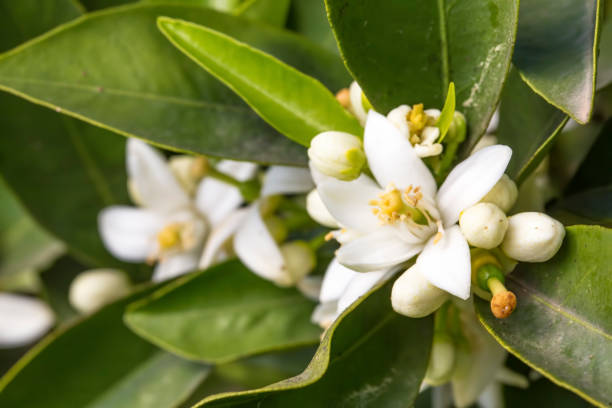 istock Ripe oranges hanging on a blossoming orange tree 1053918118