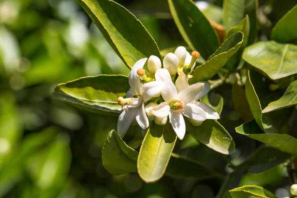 istock Ripe oranges hanging on a blossoming orange tree 1053918138