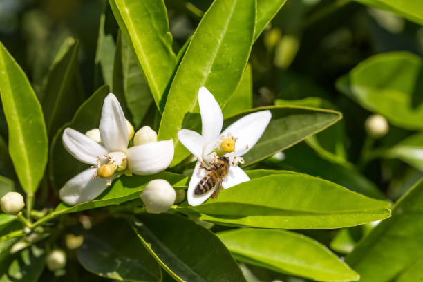 istock Ripe oranges hanging on a blossoming orange tree 1053918150