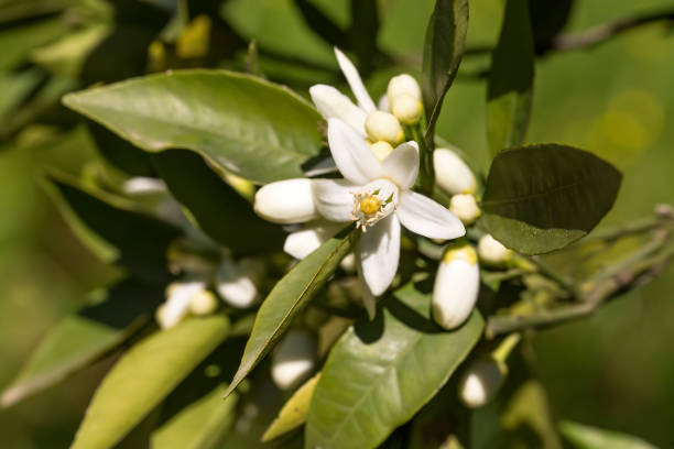 istock Ripe oranges hanging on a blossoming orange tree 1053918196