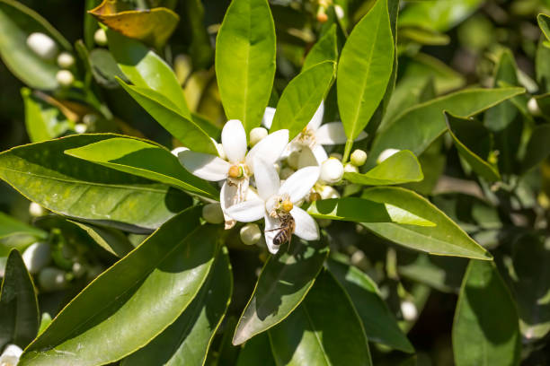 istock Ripe oranges hanging on a blossoming orange tree 1053918206