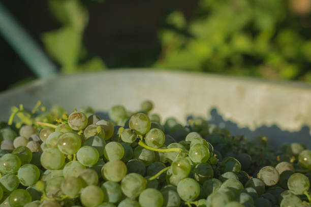 White grape