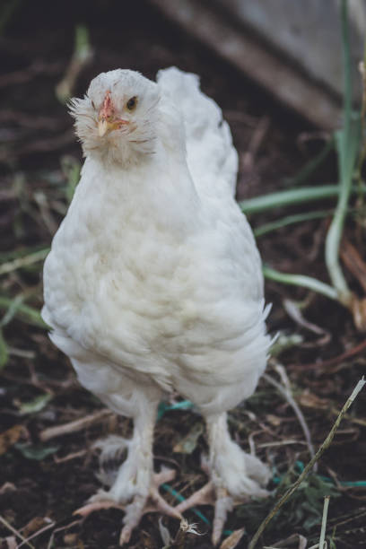 istock chicken aruacana white 1053920144