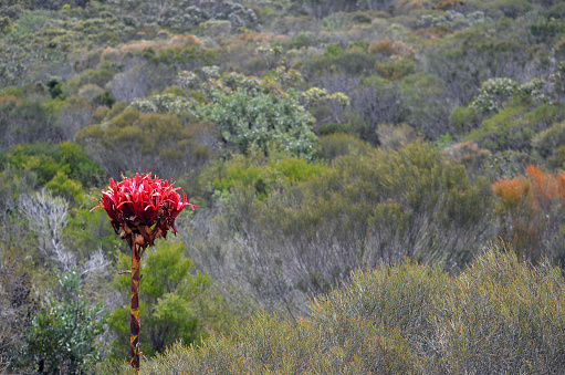 Also known as the Flame Lily or Spear Lily. Native to east coast of New South Wales, Australia.