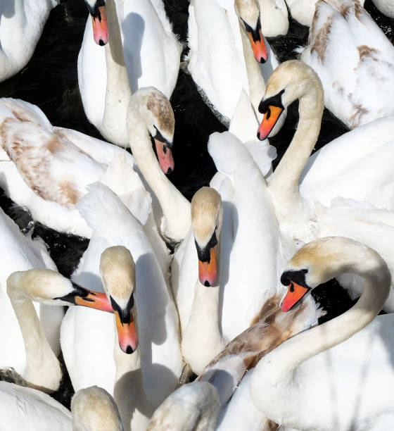 istock a group of swans 1053920798