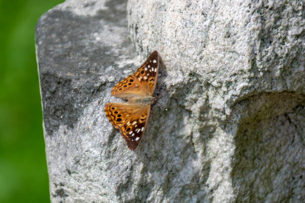 istock A brown and white spotted Hackberry Emperor butterfly suns itself on a rock in the summer sunshine. 1053922240