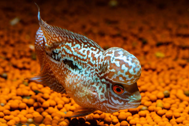 istock Cichlids fish in a beautiful aquarium 1053924666