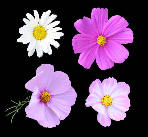istock Set of daisies and cosmos. 1053924682