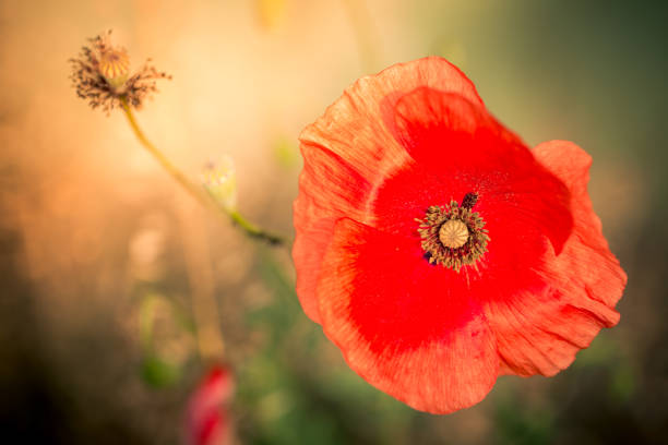 Extreme close up macro color image depicting the inside of a fresh, wild red poppy flower in bloom outdoors. Room for copy space.