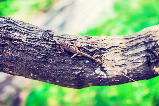 Gecko on a tree on the green background outdoor. Reptile in the nature