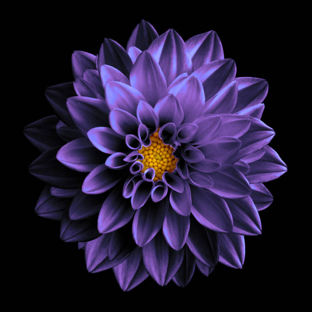 istock Surreal dark chrome violet flower dahlia macro isolated on black 1053927244